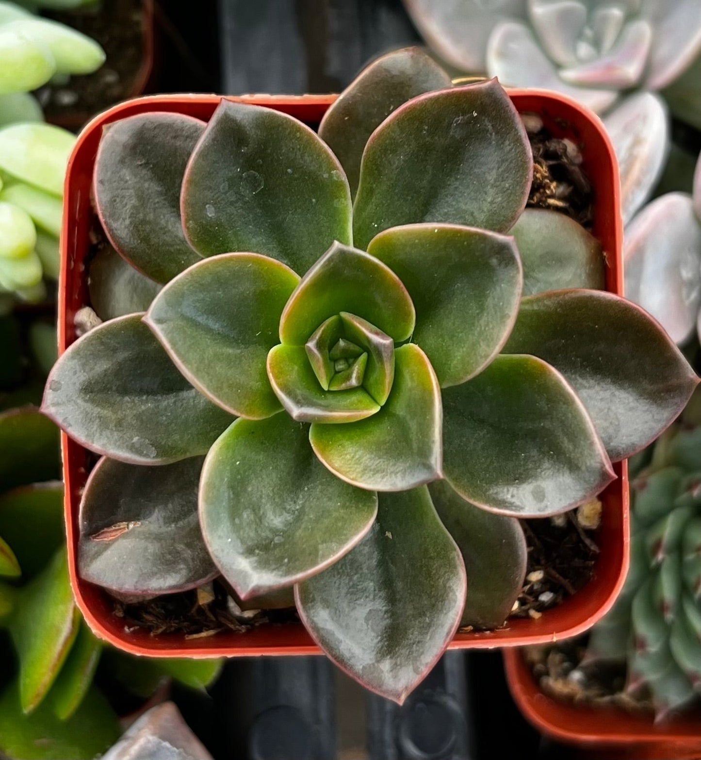 Echeveria Melaco Brown Rose