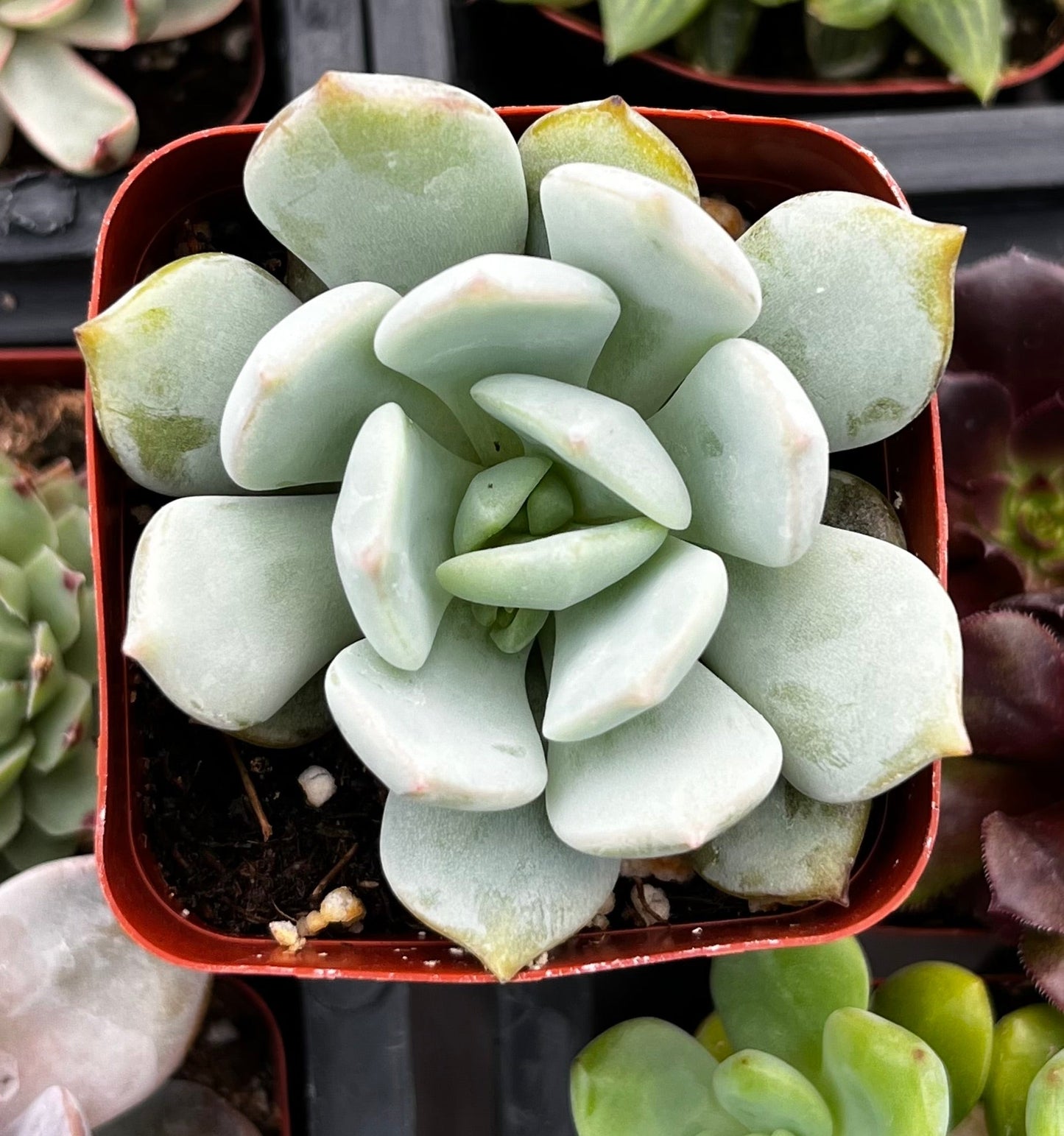 Echeveria Elegans Blue