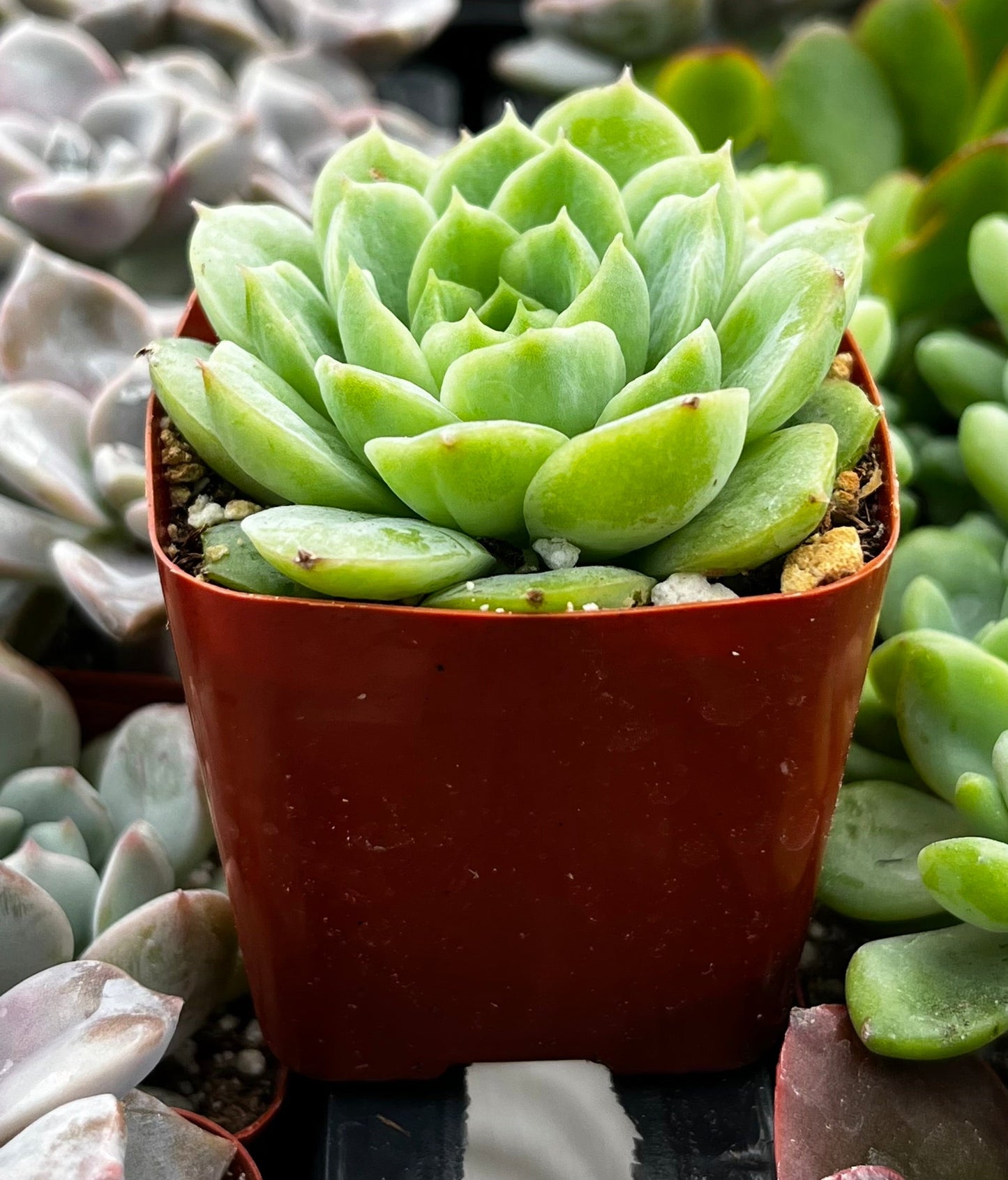Echeveria Lime and Chile