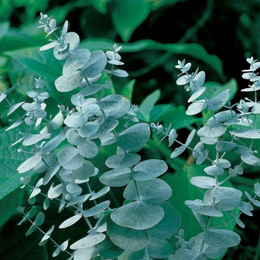 Eucalyptus Pulverulenta Baby Blue Seeds - Silver Leaved Mountain Gum - Powdered Gum - Mountain Silver Seeds - Rare and Viable Seeds