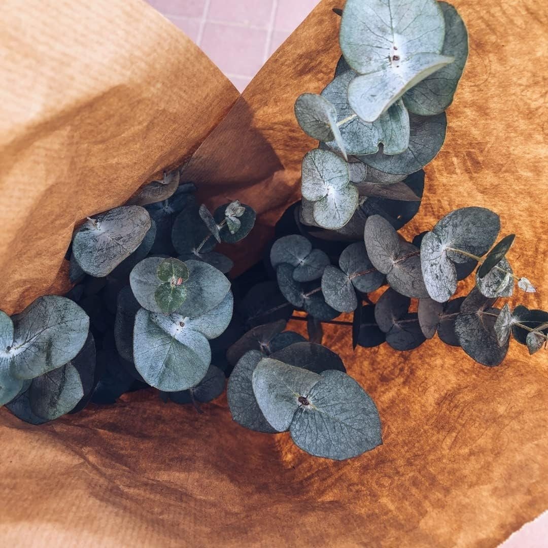 Eucalyptus Pulverulenta Baby Blue Seeds - Silver Leaved Mountain Gum - Powdered Gum - Mountain Silver Seeds - Rare and Viable Seeds