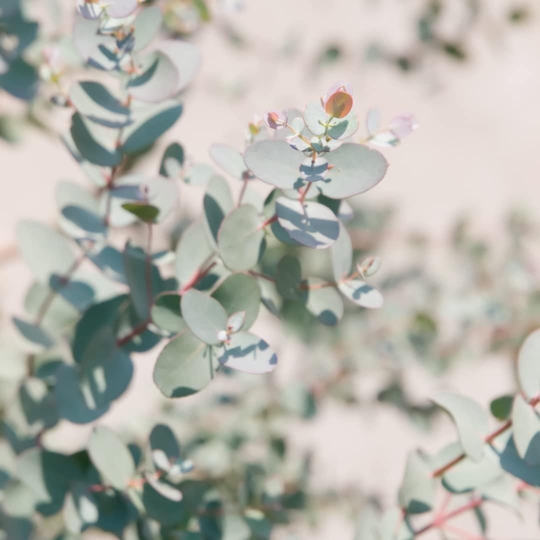 Eucalyptus Pulverulenta Baby Blue Seeds - Silver Leaved Mountain Gum - Powdered Gum - Mountain Silver Seeds - Rare and Viable Seeds