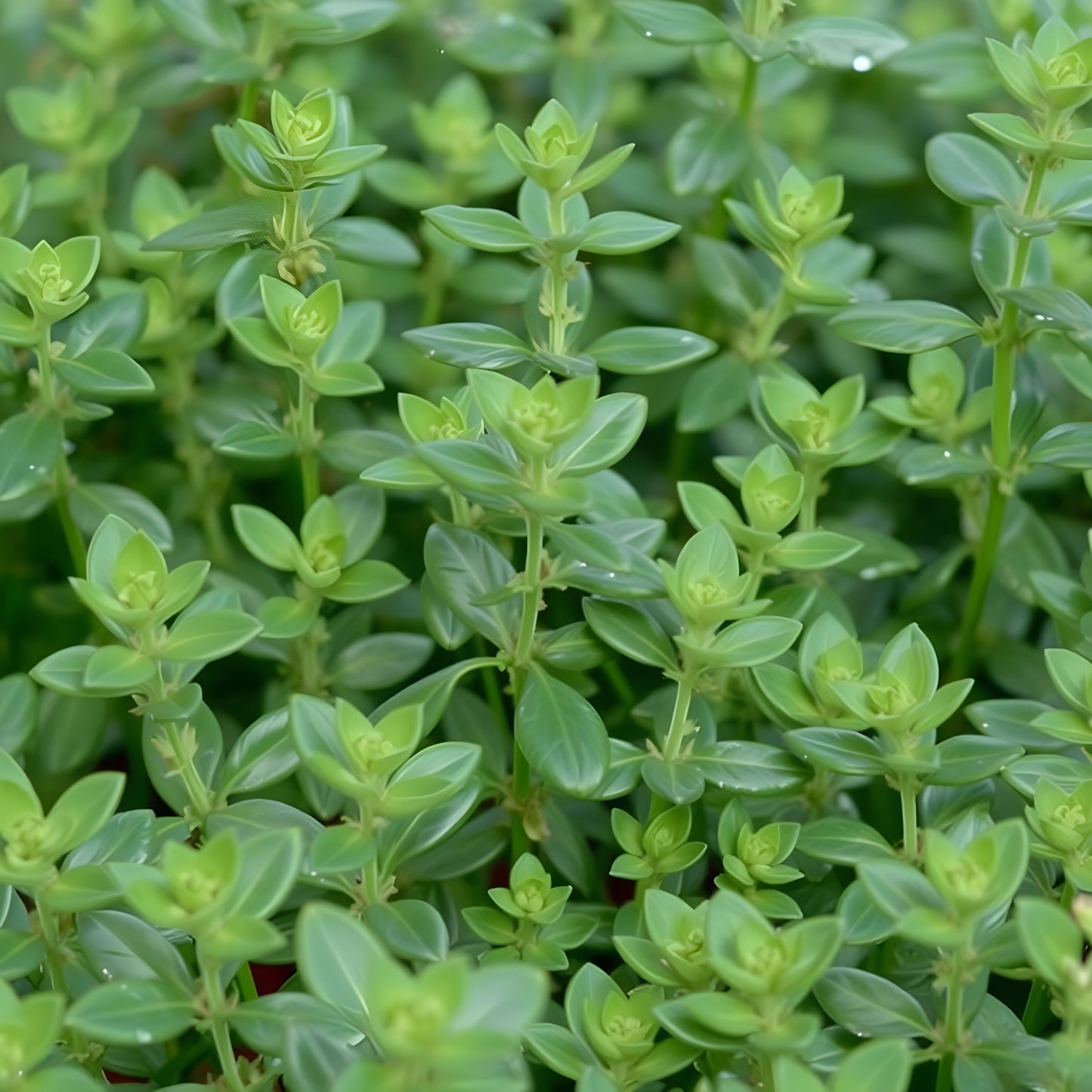 Thyme Essential Oil (Red)