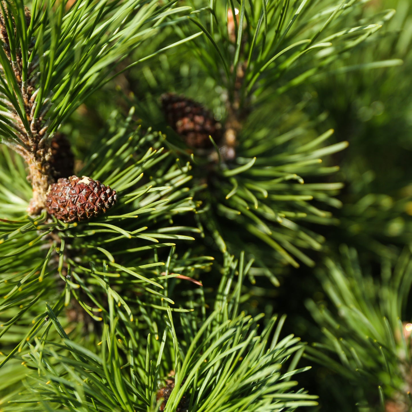 Fir Needle Essential Oil
