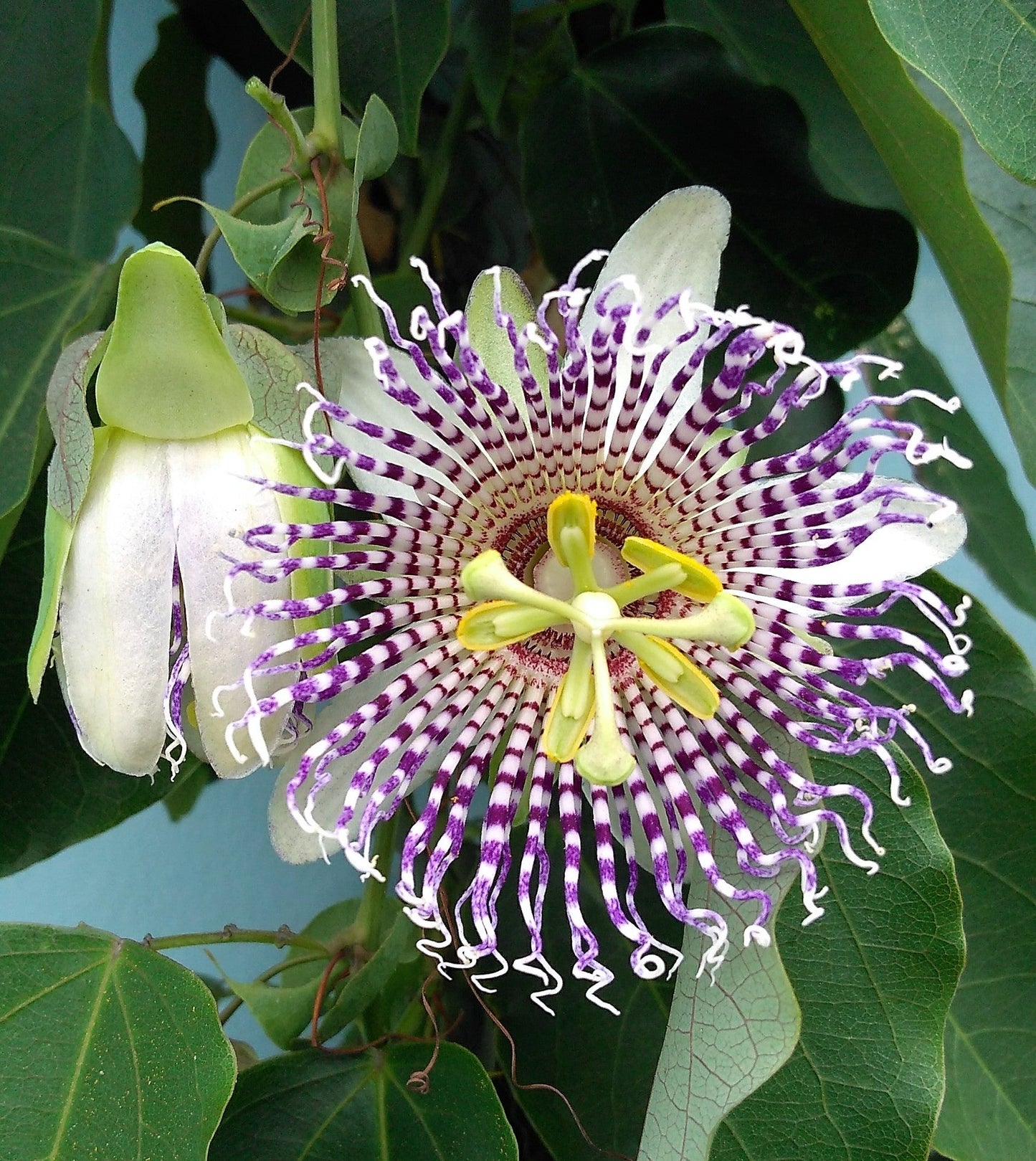 10 SWEET GRANADILLA Yellow Passionfruit Grenadia Sugar Fruit Passiflora Ligularis Huge Purple & White Flower Yellow Orange Fruit Vine Seeds