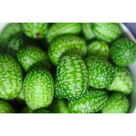 10 CUCAMELON Melothria Scabra Mouse Melon Mexican Gherkin Mini Watermelon Cucumber Fruit Vine Seeds