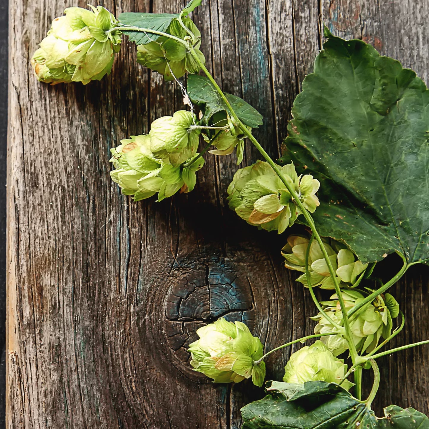 Ho Wood Essential Oil