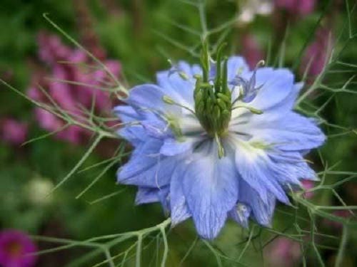 150 NIGELLA Sativa BLACK CUMIN Spice Black Caraway Fennel Flower Herb Seeds