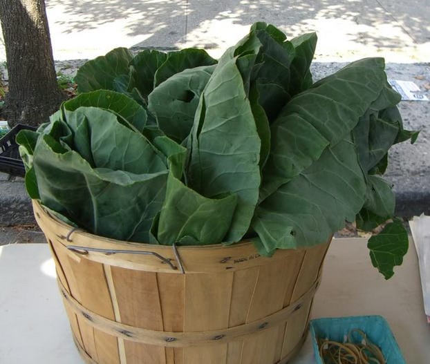 1500 MORRIS HEADING COLLARDS Collard Green Brassica Oleracea Vegetable Seeds