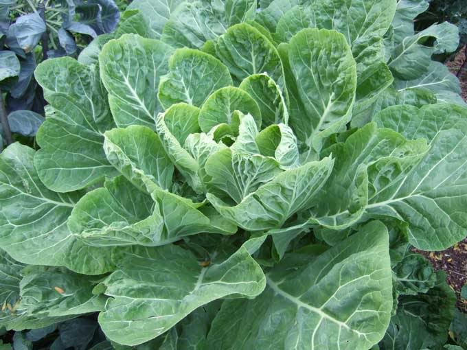 1500 MORRIS HEADING COLLARDS Collard Green Brassica Oleracea Vegetable Seeds