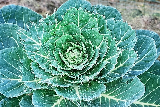500 COPENHAGEN MARKET Early CABBAGE Heirloom Brassica Oleracea Vegetable Seeds