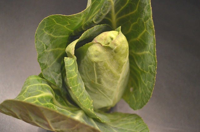 300 CHARLESTON WAKEFIELD CABBAGE Heirloom Cone Brassica Oleracea Vegetable Seeds