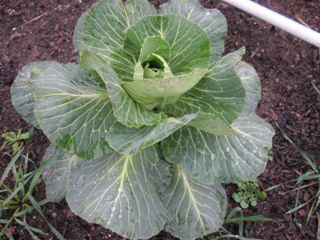 300 CHARLESTON WAKEFIELD CABBAGE Heirloom Cone Brassica Oleracea Vegetable Seeds