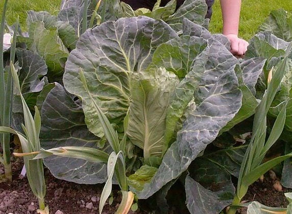 300 CHARLESTON WAKEFIELD CABBAGE Heirloom Cone Brassica Oleracea Vegetable Seeds