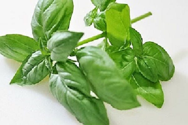 200 MOZZARELLA BASIL Sweet Italian Heirloom Ocimum Basilicum Herb Flower Seeds