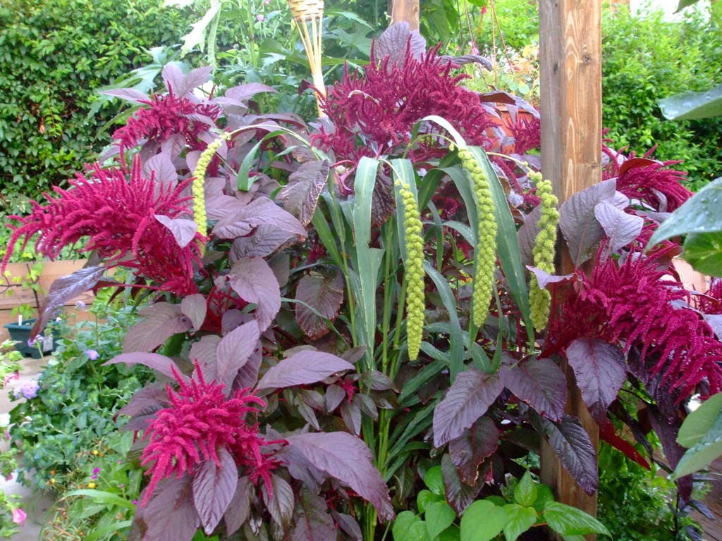 250 BURGUNDY AMARANTHUS Hypochondriacus Amaranth Grain Vegetable Flower Seeds
