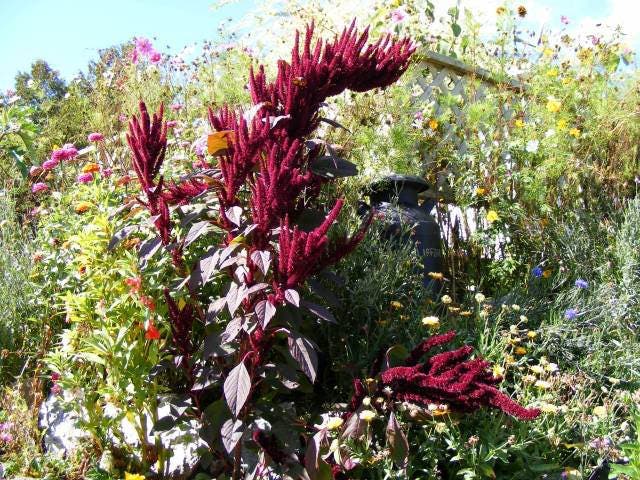 250 BURGUNDY AMARANTHUS Hypochondriacus Amaranth Grain Vegetable Flower Seeds