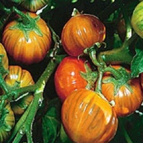 25 TURKISH ORANGE EGGPLANT Scarlet Solanum Aethiopicum Fruit Vegetable Seeds
