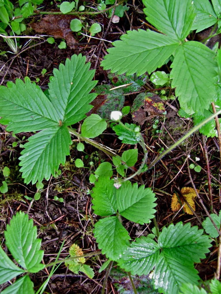 100 VESCA BARON STRAWBERRY Solemacher Berry Fragari Fruit Seeds