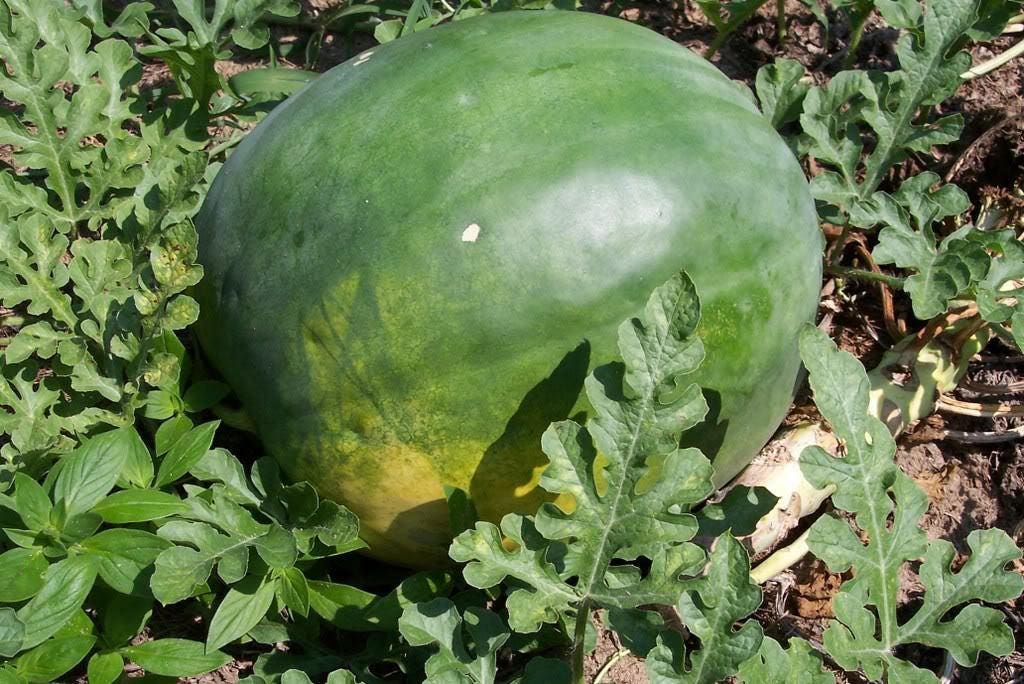 50 FLORIDA GIANT WATERMELON Cannon Ball Black Diamond Citrullus Fruit Seeds