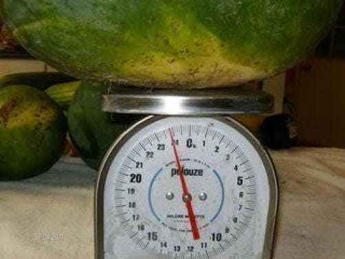 50 FLORIDA GIANT WATERMELON Cannon Ball Black Diamond Citrullus Fruit Seeds