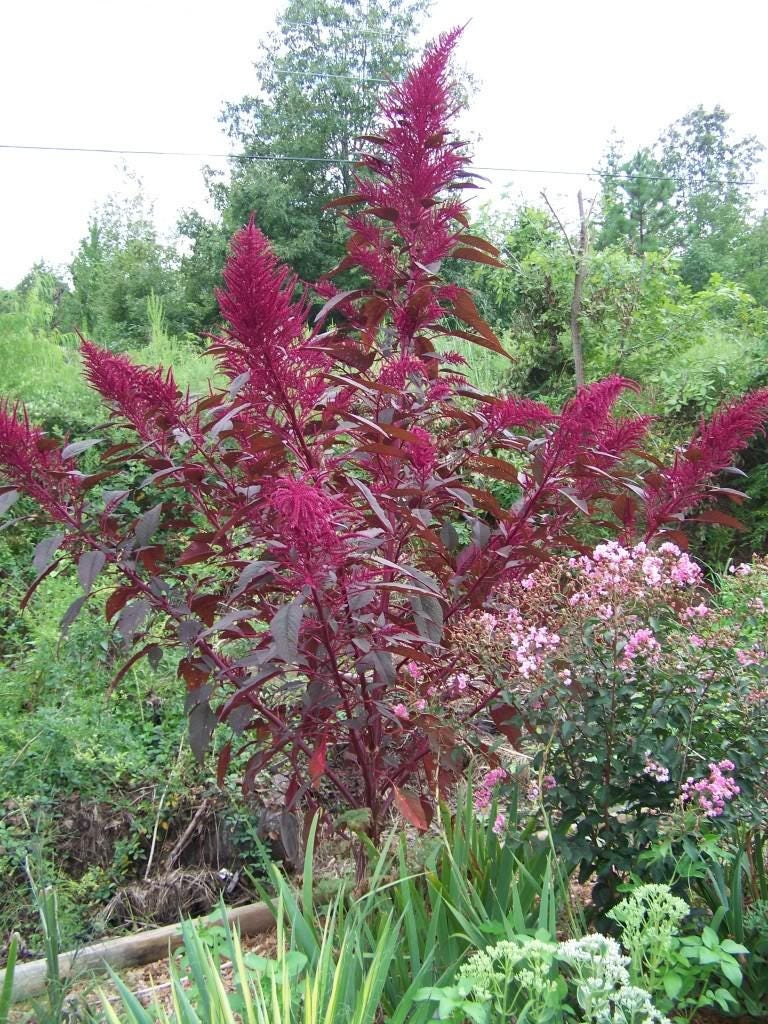 250 PRINCES FEATHER AMARANTHUS Cruentus Oeschberg Purple Red Flower Herb Seeds