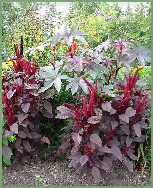 250 PRINCES FEATHER AMARANTHUS Cruentus Oeschberg Purple Red Flower Herb Seeds