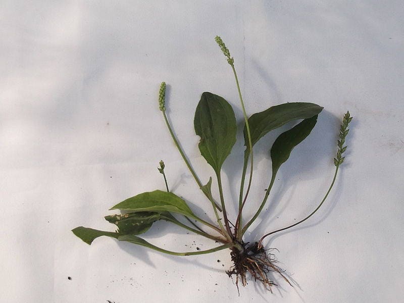 1000 CHINESE PLANTAIN Plantago Asiatica Herb Flower Seeds