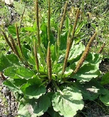 1000 CHINESE PLANTAIN Plantago Asiatica Herb Flower Seeds