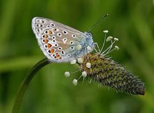 1000 CHINESE PLANTAIN Plantago Asiatica Herb Flower Seeds