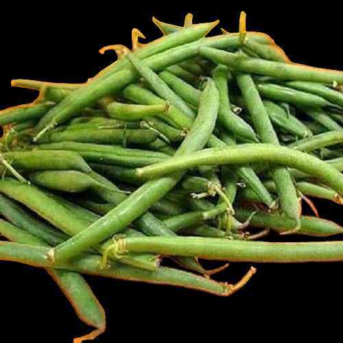 50 TENDERGREEN GREEN BEAN Phaseolus Vulgaris Vegetable Seeds