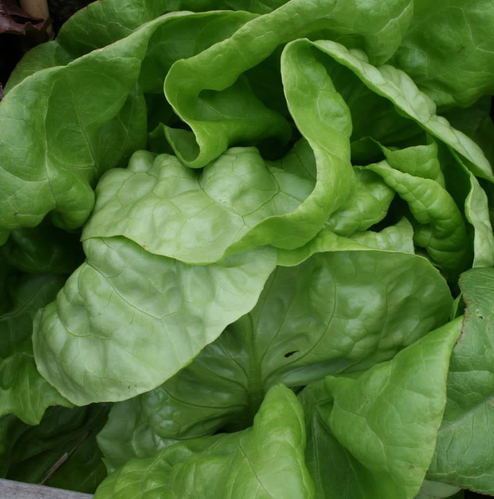 3000 BUTTERCRUNCH LEAF LETTUCE Lactuca Sativa Vegetable Seeds