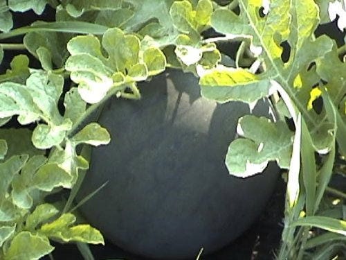 100 SUGAR BABY WATERMELON Citrullus lanatus Fruit Melon Seeds