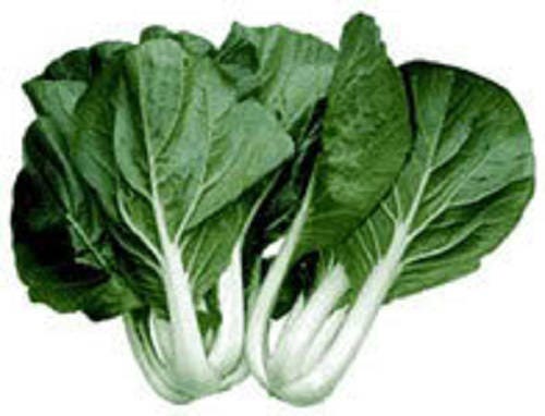 2000 CANTON PAK CHOI (Bok Choy / Chinese Cabbage) Brassica Rapa Chinensis Vegetable Seeds