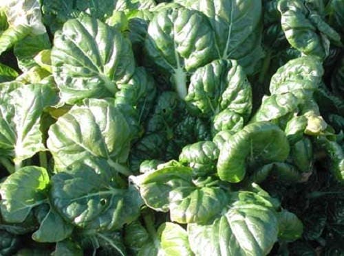 2000 CANTON PAK CHOI (Bok Choy / Chinese Cabbage) Brassica Rapa Chinensis Vegetable Seeds