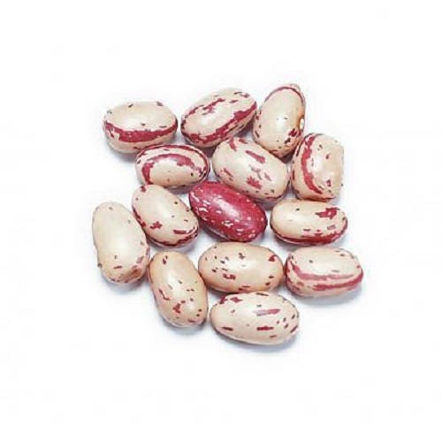 50 CRANBERRY BEAN French Horticulture Borlotti Roman Phaseolus Vegetable Seeds