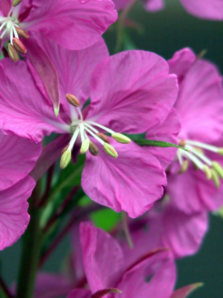 300 FIREWEED / ROSEBAY (Great Willowherb) Epilobium Angustifolium Flower Seeds