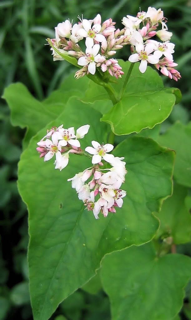 200 BUCKWHEAT Fagopyrum Esculentum Grain Cover Crop Ground Cover Flower Vegetable Seeds