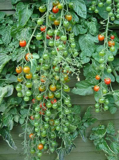 300 SMALL Red CHERRY TOMATO Lycopersicon Lycopersicum Fruit Vegetable Seeds