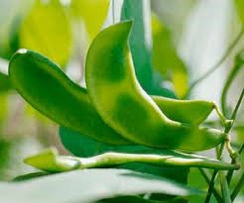 20 FORDHOOK LIMA BEAN Phaseolus Lunatus Bush Bean Vegetable Seeds