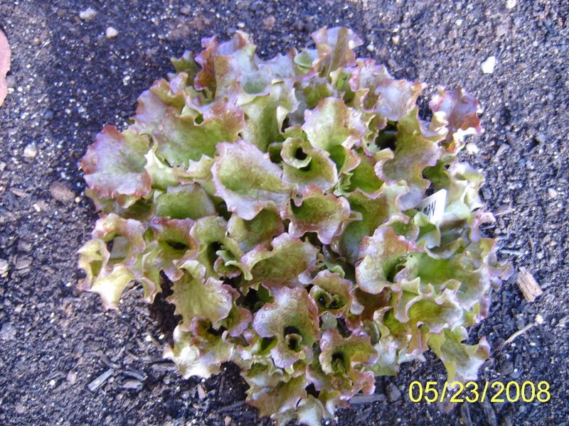 3000 CIMMARON Red ROMAINE LETTUCE Lactuca Sativa Vegetable Seeds