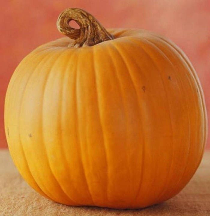50 JACK O LANTERN PUMPKIN Cucurbita Maxima Vegetable Seeds