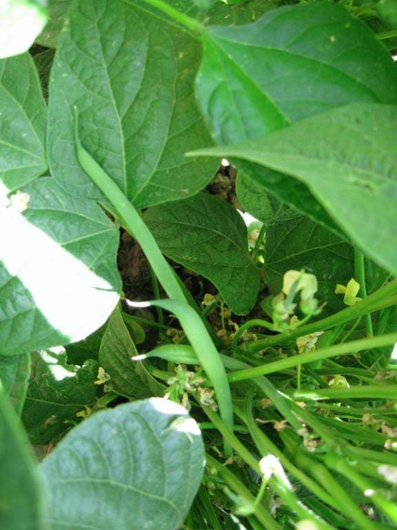 50 FRENCH Blue Lake POLE BEAN Phaseolus Vulgaris Vegetable Seeds