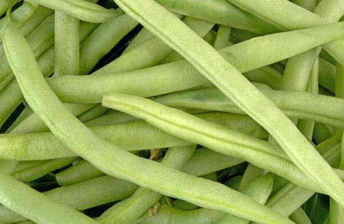 50 FRENCH Blue Lake POLE BEAN Phaseolus Vulgaris Vegetable Seeds