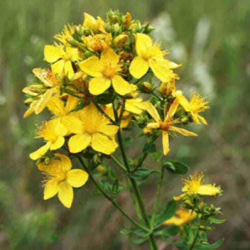 1500 Great SAINT JOHNS WORT St John's Hypericum Pyramidatum Yellow Flower Herb Seeds