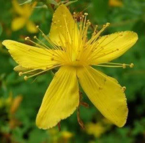 1500 Great SAINT JOHNS WORT St John's Hypericum Pyramidatum Yellow Flower Herb Seeds