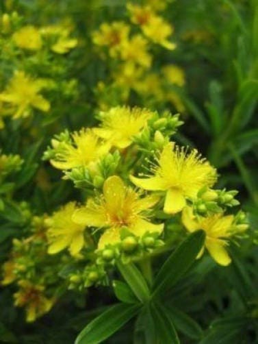1500 Great SAINT JOHNS WORT St John's Hypericum Pyramidatum Yellow Flower Herb Seeds