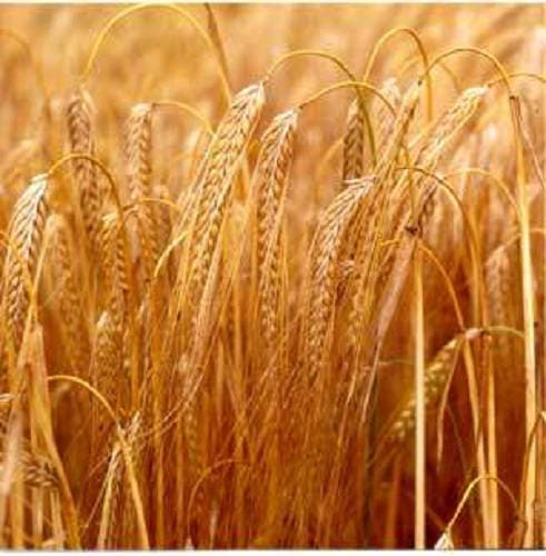 100 Common BARLEY Hordeum Vulgare Grain Grass Cover Crop Beer Seeds