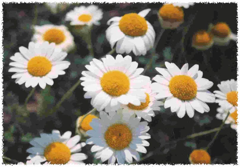 500 ROMAN CHAMOMILE Chamaemelum Nobile Herb Flower Seeds