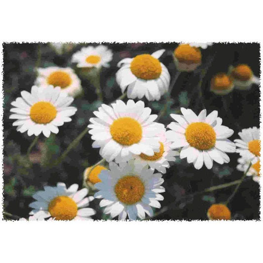 500 ROMAN CHAMOMILE Chamaemelum Nobile Herb Flower Seeds